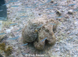Common octopus; Taken at Maho Bay, St. John, USVI by Mark Reasor 